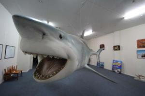 Go to Record Shark Catch, Streaky Bay SA 