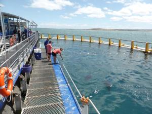 Go to Swim with the tuna, Port Lincoln SA 