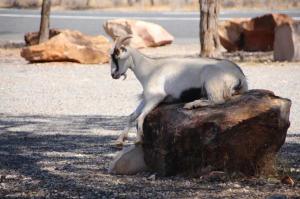 Go to MacCullochs Range Rest Area, Wilcannia NSW