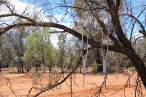 Go to Lilyvale Rest Area, Cobar NSW