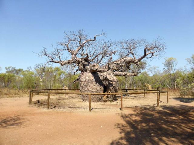 Boab Prison Tree (Derby)