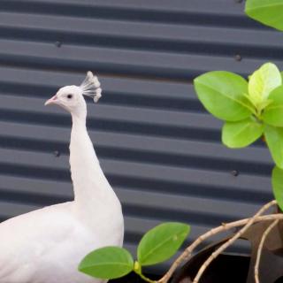 Kimberley Entrance Caravan Park