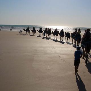 Broome Camel Safaris