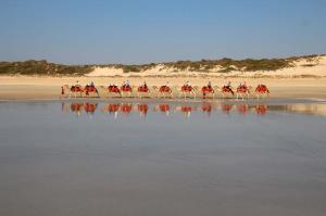 Go to Broome Camel Safaris, Broome WA 