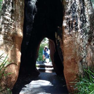 Valley of the Giants Treetop Walk