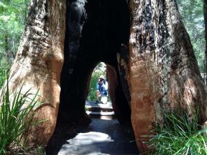 Go to Valley of the Giants Treetop Walk, Walpole WA 
