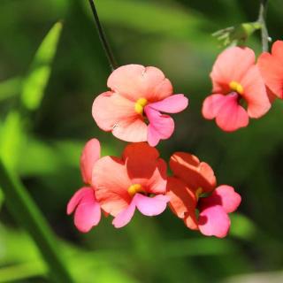 Valley of the Giants Treetop Walk