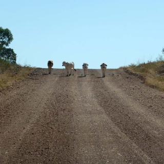 Gregory to Lawn Hill NP