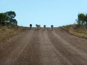 Go to Gregory to Lawn Hill, QLD