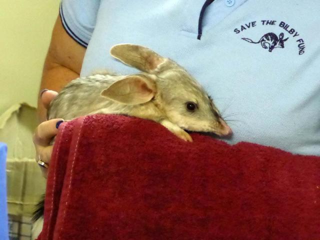 Bilby Experience