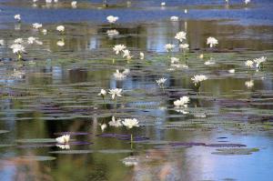 Go to Cumberland, Georgetown QLD