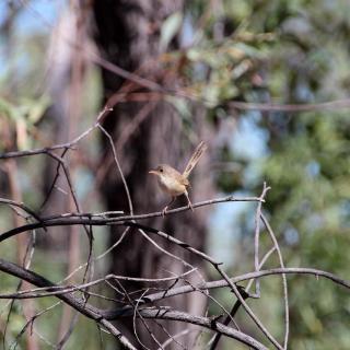 Flat Creek Station Tour