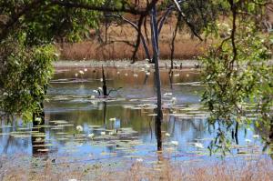 Go to Flat Creek Station Tour, Georgetown QLD