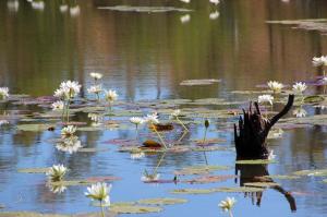Go to Flat Creek Station Tour, Georgetown QLD