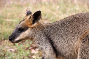Go to Outback Caravan Park & Camp Ground, Undara Experience QLD