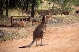 Go to Outback Caravan Park & Camp Ground, Undara Experience QLD