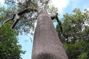 Go to Undara Lava Tubes Tour, Undara Experience QLD