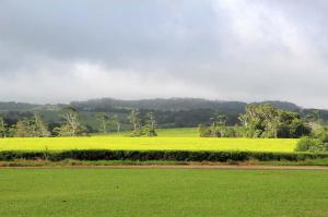 Go to Nerada Tea Visitor Centre, Malanda QLD