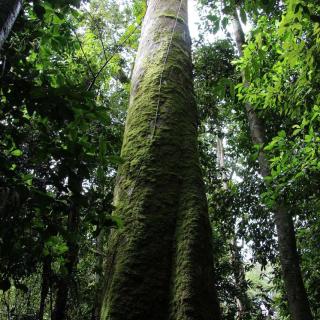 Malanda Falls Rainforest Walk