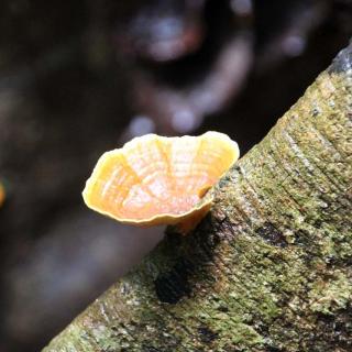 Malanda Falls Rainforest Walk