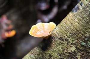 Go to Malanda Falls Rainforest Walk, Malanda QLD