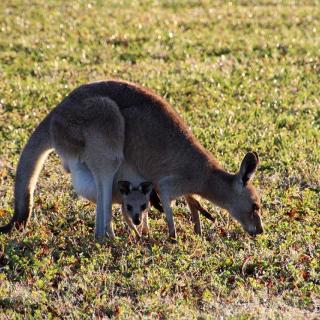 Mareeba Rodeo Ground Camping Area
