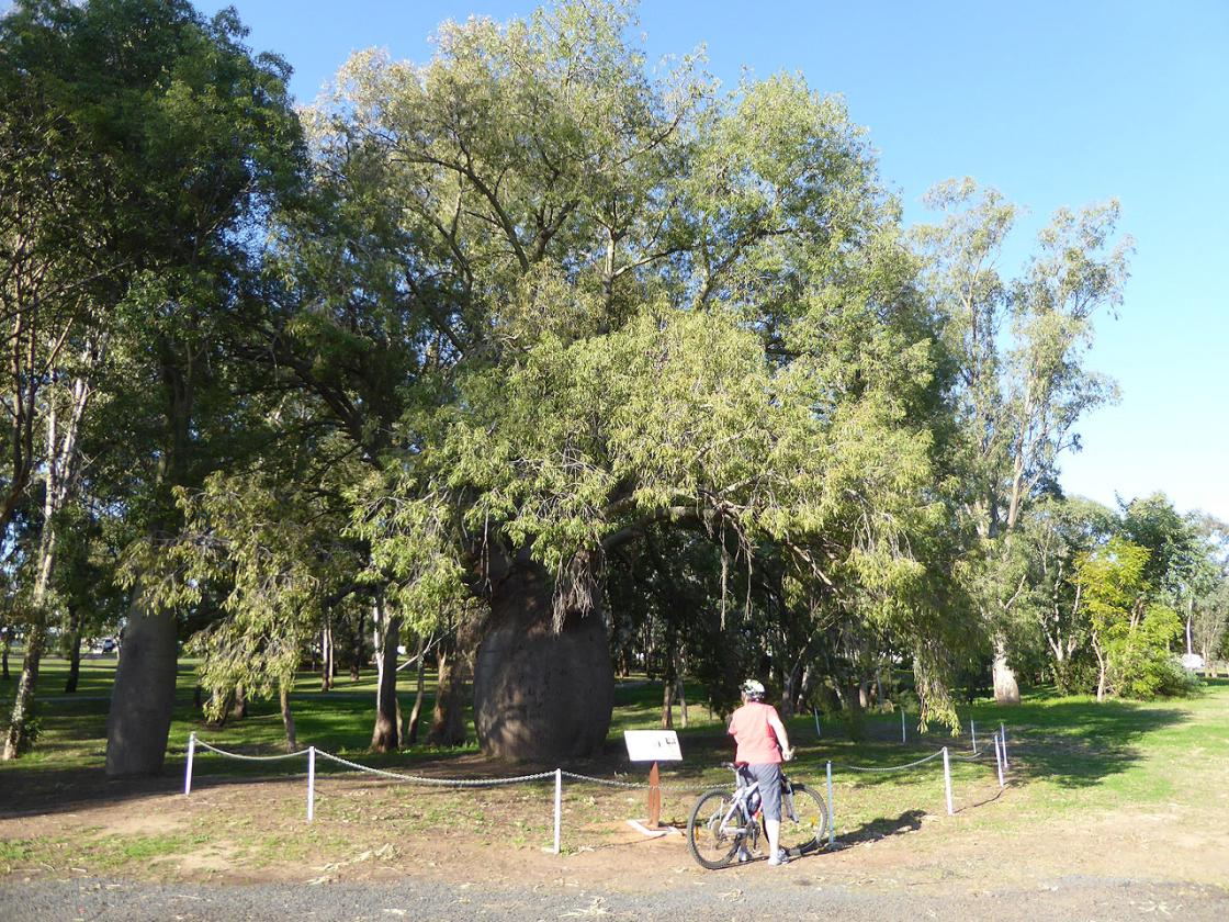 Largest Bottle Tree, Roma reviewed by RvTrips
