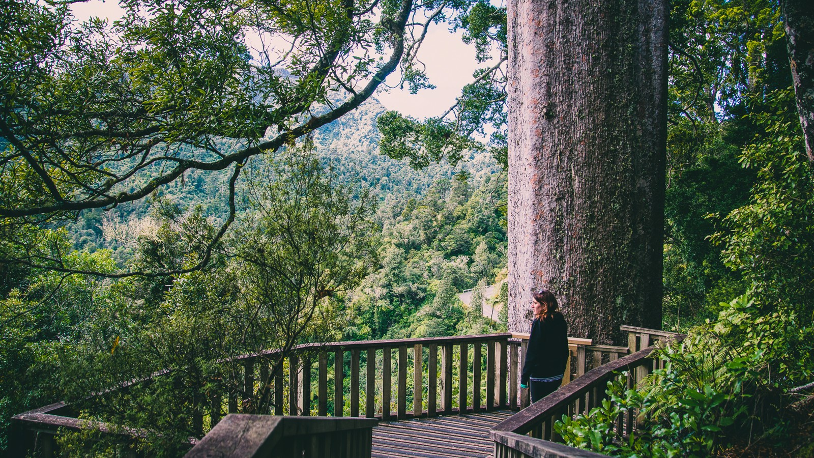 Tapu Coroglen Road Overland Navigator by Overland New Zealand