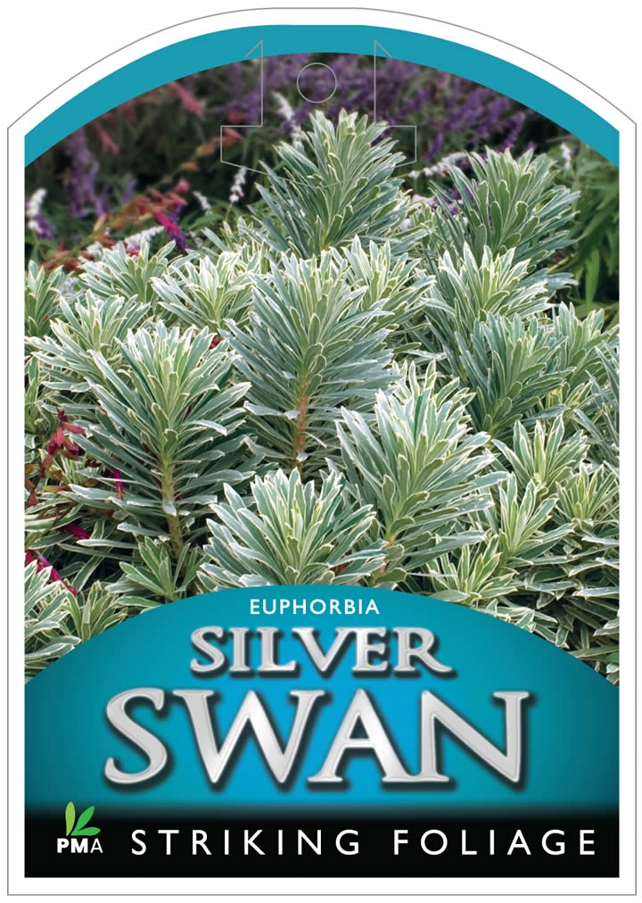 Euphorbia Silver  www.picswe.com