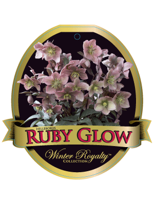 Rubyglo Label Where to buy