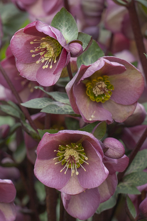 Combined/Helleborus Cosmio-18 copy.0.jpg
