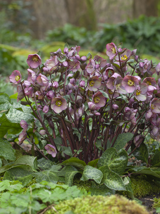 Combined/Helleborus Cosmio-25 copy.0.jpg