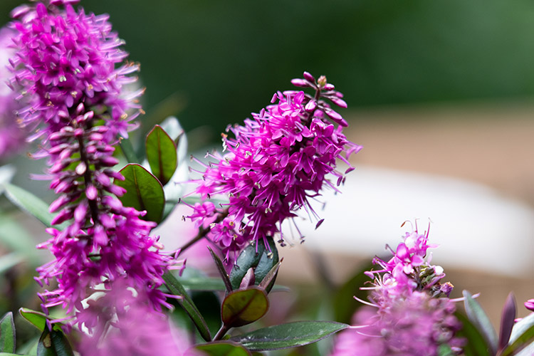 Hebe Raspberry Truffle - Plants Management Australia