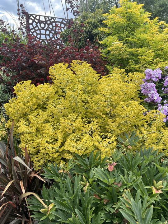 Support Centre/Plants/1182140076/WebsiteGallery/Euphorbia Ascot Rainbow Garden PMA 003.0.jpg