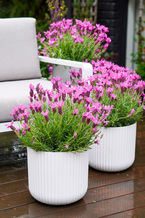 Support Centre/Plants/1233174199/WebsiteGallery/LAVINNOVA-Lavender-The-Princess-Gallery-01.0.jpg