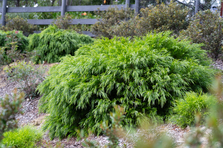 Support Centre/Plants/212187451/WebsiteGallery/Acacia Fettuccini Garden PMA18.0.jpg