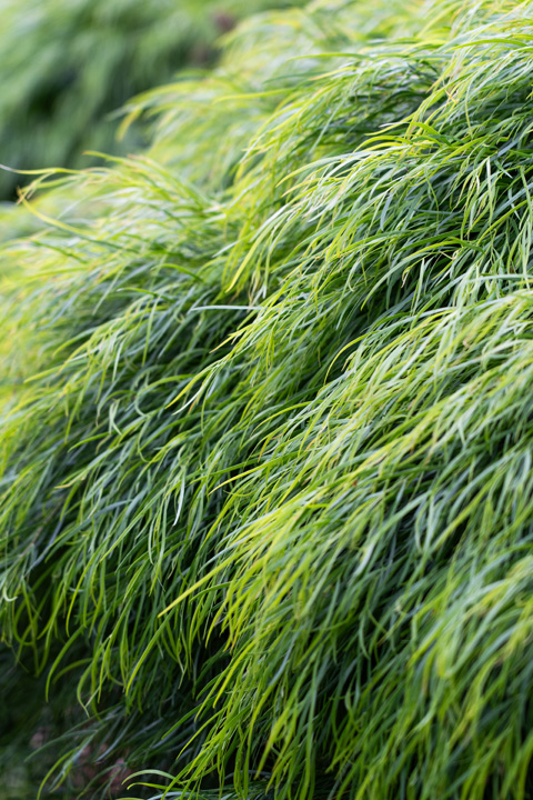 Support Centre/Plants/212187451/WebsiteGallery/Acacia Fettuccini Garden PMA7.0.jpg