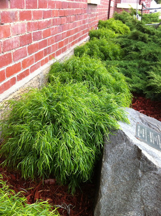 Support Centre/Plants/212187451/WebsiteGallery/Acacia Fettuccini Hedging Border PMA 021.0.jpg