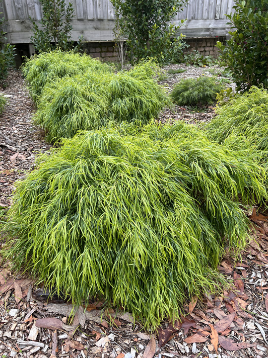 Support Centre/Plants/212187451/WebsiteGallery/Acacia Fettuccini PMA0.0.jpg