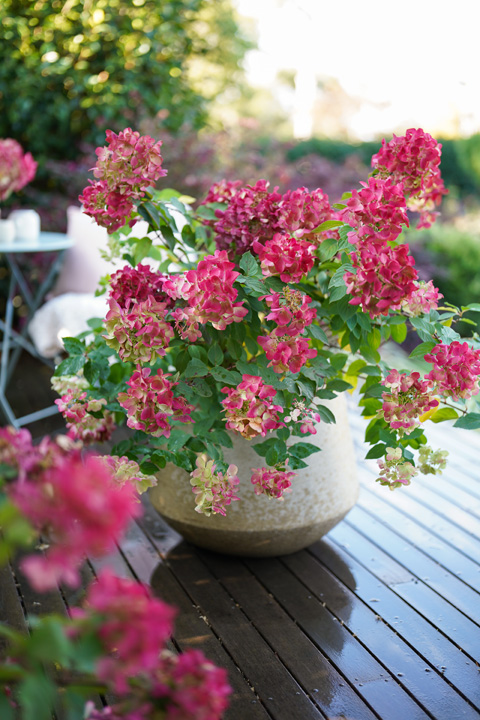 Support Centre/Plants/2144398624/WebsiteGallery/Hydrangea Diamond Rouge Container PMA 005.0.jpg