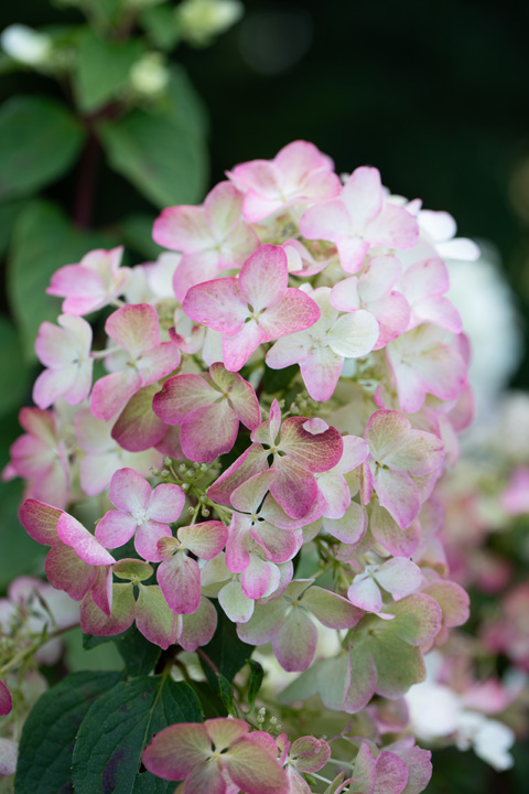 Support Centre/Plants/2144398624/WebsiteGallery/Hydrangea Diamond Rouge Cut Flower Close Up PMA 025.0.jpg