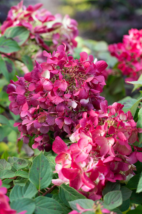 Support Centre/Plants/2144398624/WebsiteGallery/Hydrangea Diamond Rouge Cut Flower Close Up PMA 044.0.jpg