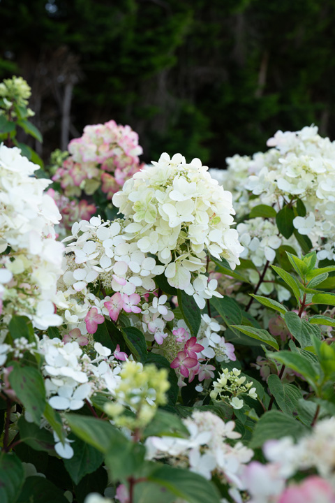 Support Centre/Plants/2144398624/WebsiteGallery/Hydrangea Diamond Rouge Cut Flower General PMA 018.0.jpg