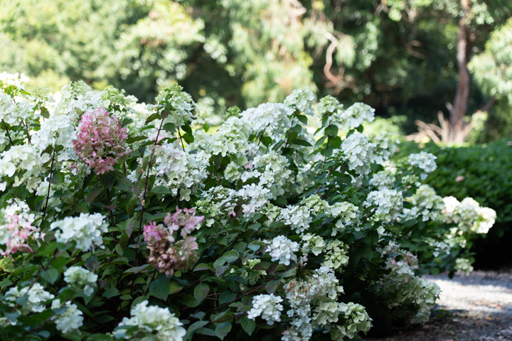 Support Centre/Plants/2144398624/WebsiteGallery/Hydrangea Diamond Rouge Early Autumn PMA-67.0.jpg