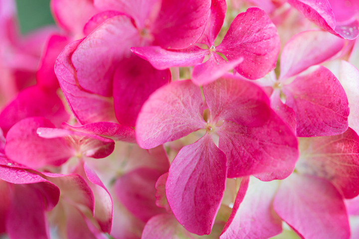 Support Centre/Plants/2144398624/WebsiteGallery/Hydrangea Diamond Rouge PMA-27.0.jpg