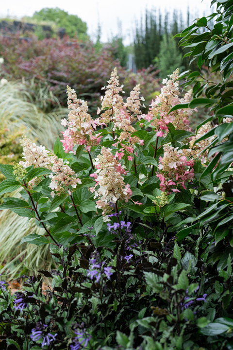 Support Centre/Plants/2144398816/WebsiteGallery/Hydrangea Candlelight Early Autumn PMA-34.0.jpg