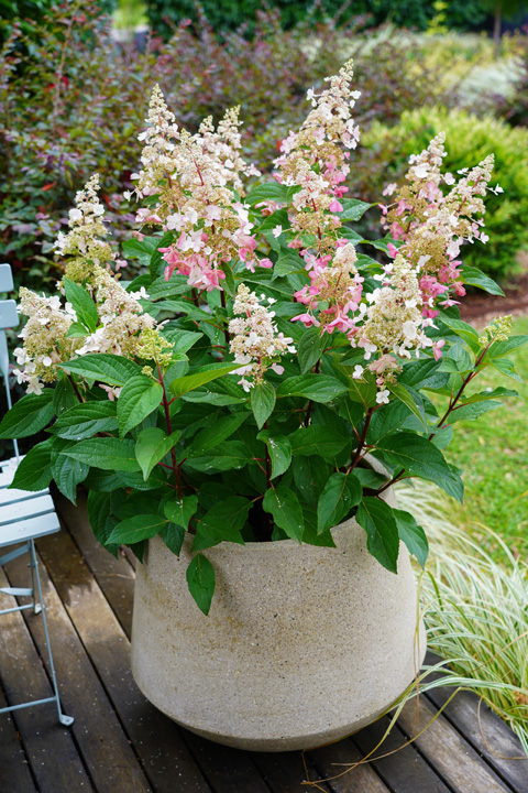 Support Centre/Plants/2144398816/WebsiteGallery/Hydrangea Candlelight Early Autumn PMA-41.0.jpg