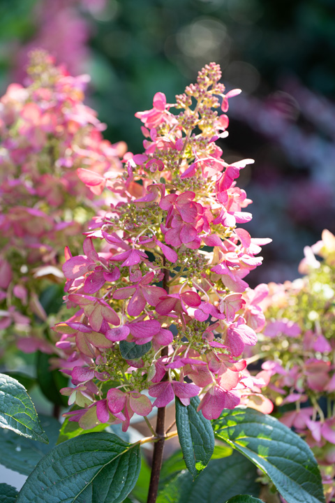 Support Centre/Plants/2144398816/WebsiteGallery/Hydrangea Candlelight PMA-13.0.jpg