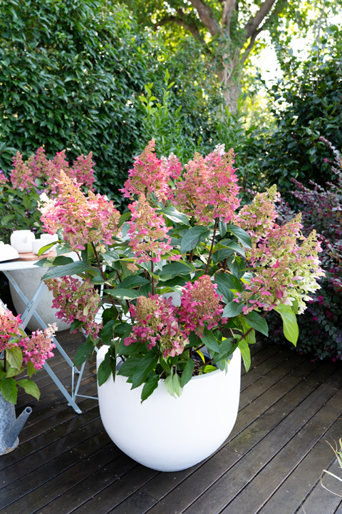 Support Centre/Plants/2144398816/WebsiteGallery/Hydrangea Candlelight PMA-28.0.jpg