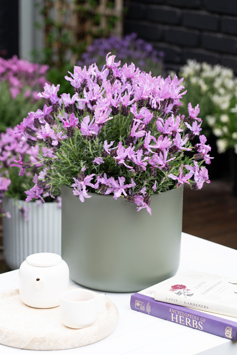 Support Centre/Plants/2144399232/WebsiteGallery/LAVINNOVA-Lavender-The Queen-Gallery-01.0.jpg